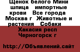 Щенок белого Мини шпица , импортные крови - Все города, Москва г. Животные и растения » Собаки   . Хакасия респ.,Черногорск г.